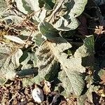 Verbascum lychnitis Leaf