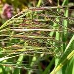 Bromus tectorum Flower