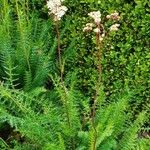 Filipendula vulgaris Агульны выгляд