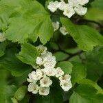 Crataegus mollis 花