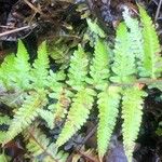 Dryopteris goldieana Leaf