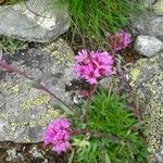 Viscaria alpina Flower