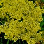 Galium × pomeranicum Kwiat