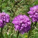 Neotinea tridentata Flower