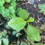 Acalypha virginica 葉