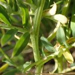 Vicia pannonica Φλοιός