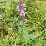 Stachys palustrisFlors