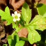 Nemophila