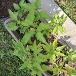 Nicandra physalodes Levél