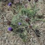 Cynara humilis Habit