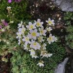 Saxifraga hostii Fula