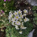 Saxifraga hostii Flower