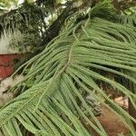 Araucaria columnaris Liść