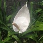 Spathiphyllum wallisii 花