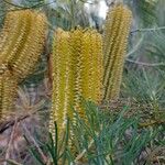 Banksia spinulosa Fleur