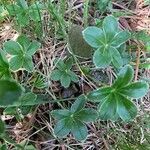Alchemilla saxatilis Hoja