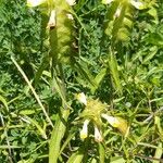 Melampyrum cristatum പുഷ്പം