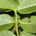 Cryptostegia madagascariensis Leaf