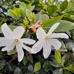 Gardenia taitensisFlower