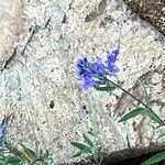 Caryopteris mongholica Flower