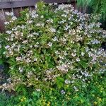 Hydrangea serrata Kvet
