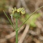 Tolpis umbellata Žiedas