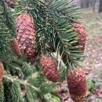 Picea abies Плод