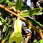 Billardiera scandens Flower