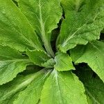 Verbascum phlomoides Folio