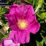 Rosa rugosa Λουλούδι