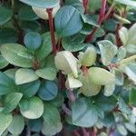 Peperomia glabella Листок