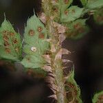 Polystichum sinense Otro