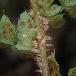 Polystichum sinense Övriga