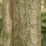 Isertia spiciformis Bark