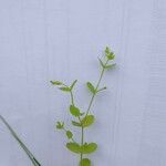 Hypericum mutilum Feuille