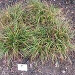 Carex sylvatica Vekstform