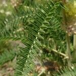 Astragalus alopecurus Leaf