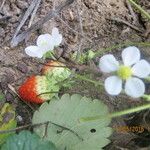 Fragaria x ananassa Other