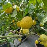 Citrus × limon Fruct