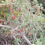 Nitraria retusa Fruit