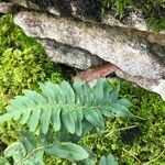 Polypodium vulgare Blatt