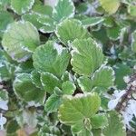 Plectranthus madagascariensis Folha