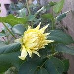 Dahlia pinnataപുഷ്പം