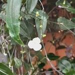 Gibasis geniculata Flower