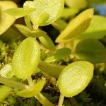 Peperomia rotundifolia Hoja