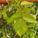 Toxicodendron radicans Ліст