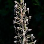 Himantoglossum hircinum 花