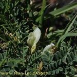 Astragalus depressus Flower