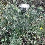 Cynara humilis Habit