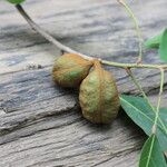 Cola laurifolia Fruit